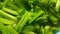 Close up view of lush green leaves base of spinach or paalak saag