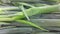 Close up view of lush green leaves of onions. Vegetable background