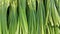 Close up view of lush green leaves of onions. Vegetable background