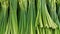 Close up view of lush green leaves of onions. Vegetable background