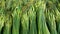 Close up view of lush green leaves of onions. Vegetable background