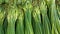 Close up view of lush green leaves of onions. Vegetable background