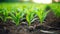 Close-Up View of Lush Green Plants Sprouting in Soil