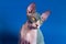 Close-up view of luxury kitten of Sphynx Hairless breed on blue background. Front view