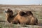 Close up view of lying two-humped camel in the background of a village in the Kazakh dry steppe