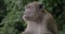 Close up view of Macaque at Batu Caves on blurred green background. Gombak, Selangor, Malaysia