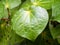 Close-up view of macropiper excelsum (kawakawa) leaf