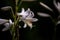 Close-up view of a Madonna lily plant flowers growing with white petals