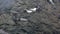 Close up view on Magellanic penguins swimming in rounds. Video of The magellanic penguins that live in the sea, near the