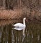 Close-up view of a magnificent swan on calm water