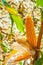 Close up view maize corn on the cob