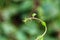 Close up view of Malabar spinach creeper with bokhe background