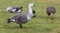 Close-up view of a male Magellan Goose