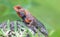 Close-up view of a male Oriental garden lizard