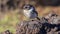 Close-up view of a male Reunion stonechat Saxicola tectes