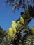 Close-up view of males cones from Cedrus atlantica, the Atlas cedar