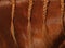 A close up view of the mane of a sorrel horse in braids.