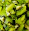 Close up view of many quarter slices of bright fresh organic kiwi fruit