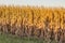 Close up view of mature cornfield Omaha Nebraska