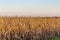 Close up view of mature cornfield Omaha Nebraska