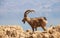 Close up view of a mature male Nubian ibex, Judean Desert