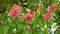 Close-up view of meat red coloured blossoms of a purple, red flowering chestnut tree