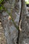 Close up view of millettia pinnata trunk