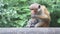 Close up view of a monkey near the Golden Temple of Dambulla. The Golden Temple of Dambulla is a World Heritage Site in Sri