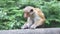 Close up view of a monkey near the Golden Temple of Dambulla. The Golden Temple of Dambulla is a World Heritage Site in Sri