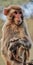 Close up view of the monkey sitting on a wire fencing holding legs with hands