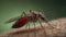 Close up view of a mosquito on human skin showing the insect\\\'s long proboscis inserted into the skin to feed on blood