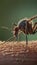 Close up view of a mosquito on human skin showing the insect\\\'s long proboscis inserted into the skin to feed on blood