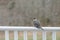 Close up view of a mourning dove