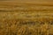 Close-up view of a mown field-straw- birds in the background