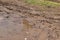 A close up view of a muddy puddle where a car`s tyre tracks have been left next to the dirty water