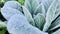 Close up view of Mullein leaves with full of snow flake in the winter.