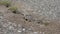 Close up view on multiple ants on a cobblestone ground running around