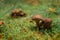 Close-up view of mushroom meadow in sunny day. Natural growing. Eco-tourism activity. Wallpaper design