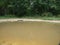 Close up view of a mustard green natural pond.