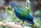 Close-up view of a Nicobar pigeon