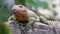 Close-up view of a Northern Caiman Lizard