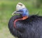 Close-up view of a Northern cassowary