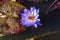 A close up view of Nymphea Tanzanite water lilies floating on surface of a pond.