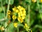 Close-up view od rapeseed, canola or colza yellow blossom