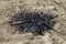 Close up view of the old abandoned dead fire in a dry grass, after a picnic or camp