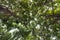 Close-up view of the old and big tree, from down to the treetop with green leaves. Sunlight through the branchwork of forest near