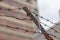 Close-up view of old rusty barbed wire under gloomy climate