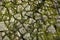 Close up view of an old stone wall with moss as a natural texture background