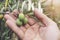 Close up view of an olive pickers` hand picking ripe olives