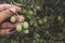 Close up view of an olive pickers` hand picking ripe olives